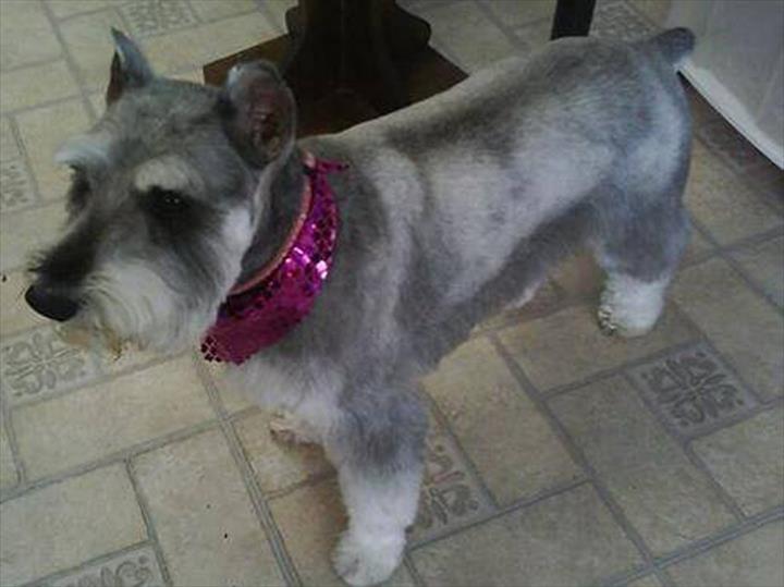 Doggone PurrFection Pet Grooming Orland Park, IL