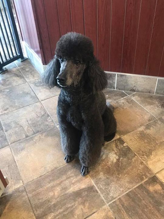 Doggone PurrFection Pet Grooming Orland Park, IL