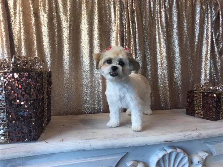 Doggone PurrFection Pet Grooming Orland Park, IL