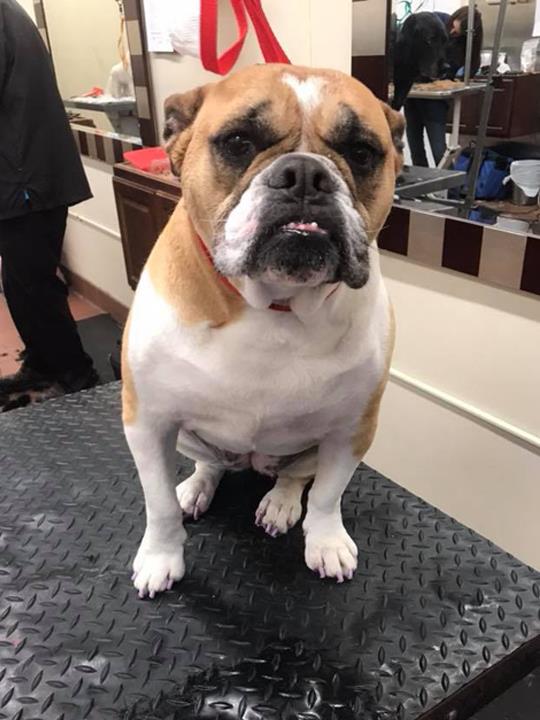 Doggone PurrFection Pet Grooming Orland Park, IL