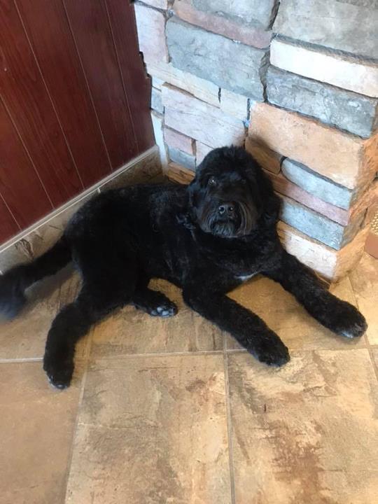 Doggone PurrFection Pet Grooming Orland Park, IL