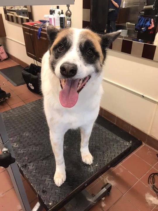 Doggone PurrFection Pet Grooming Orland Park, IL